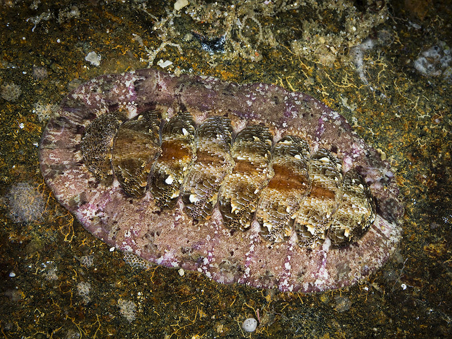 Chiton 06